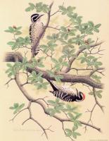 William Zimmerman - Nuttall Woodpecker